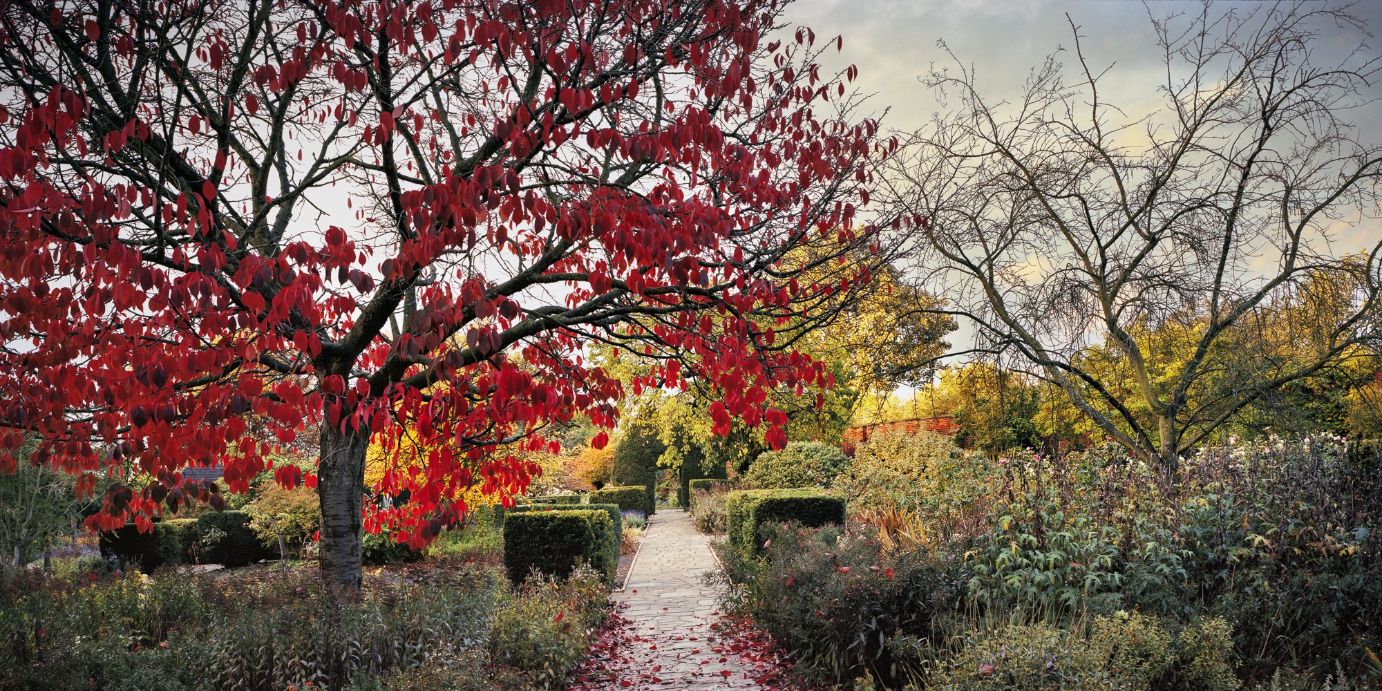 The Walled Garden, October. 6x12cm colour negative. 2013