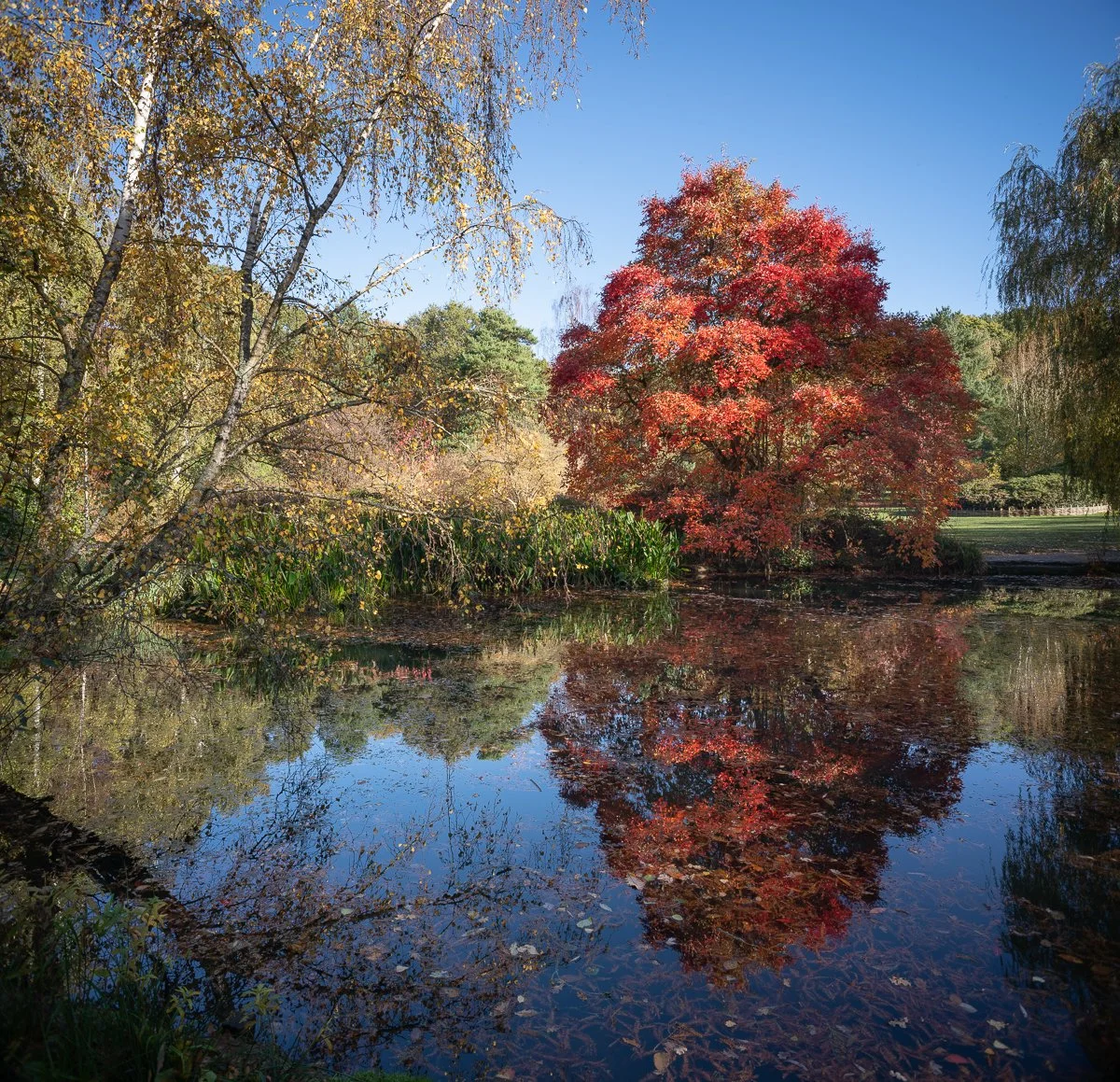 Thomsons-Pond-Autumn-Morning.jpg