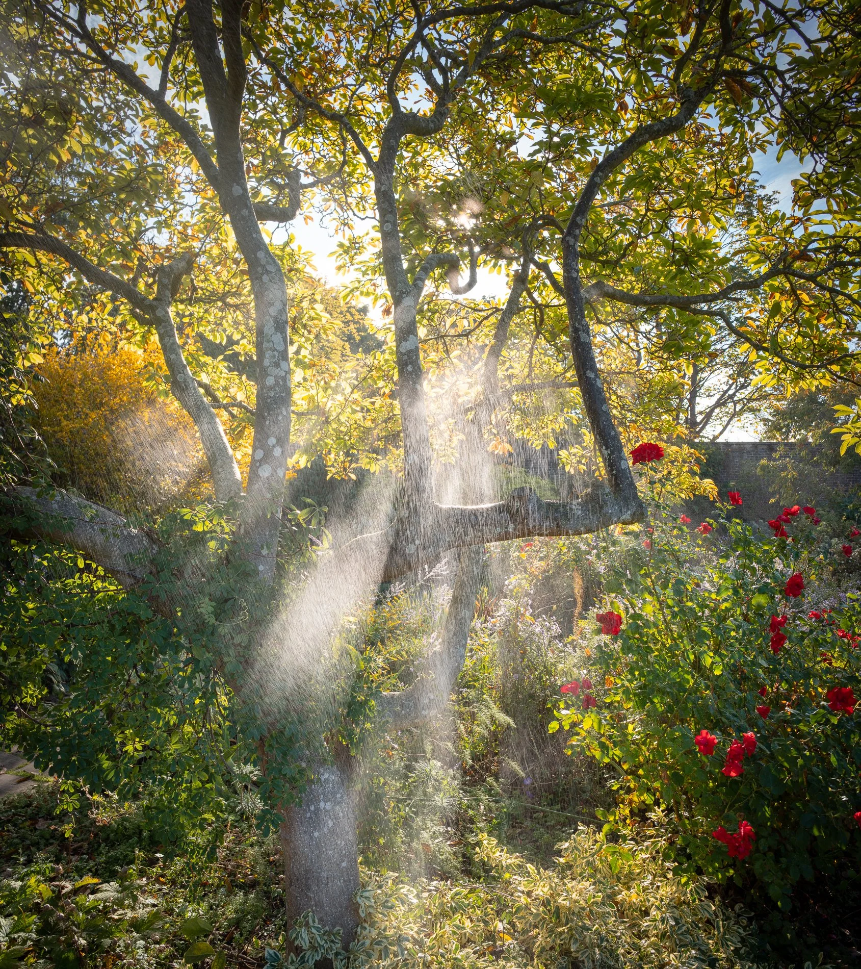 A Rose Garden: A Rose and a Magnolia. Brockwell Park, September 2025. Richmond Park Field Camera 