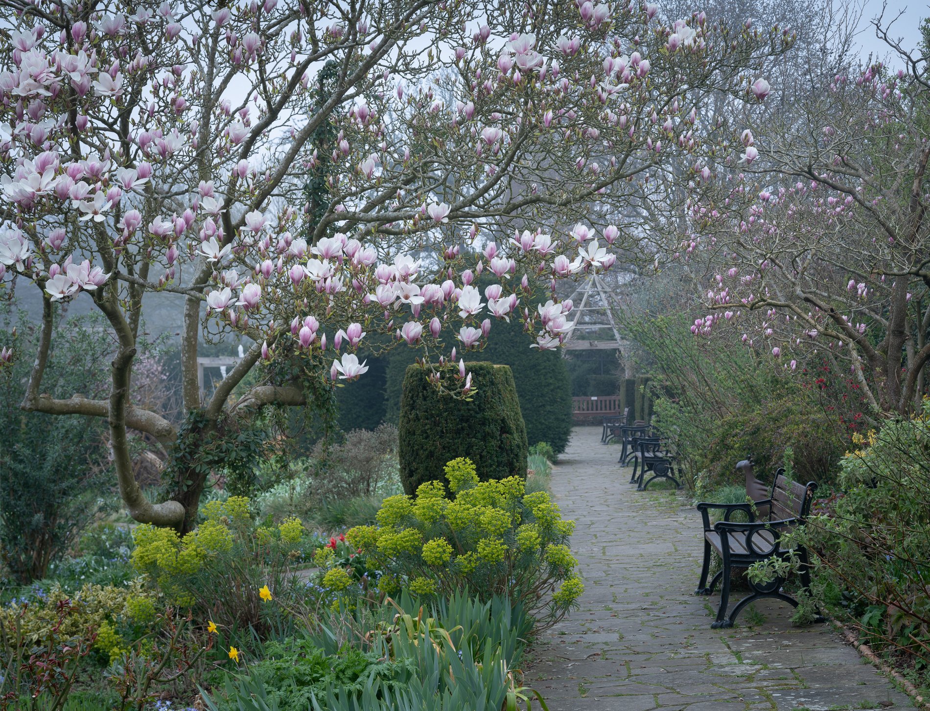 Early Spring Morning with Magnolia, 2025. Richmond Park Field Camera.