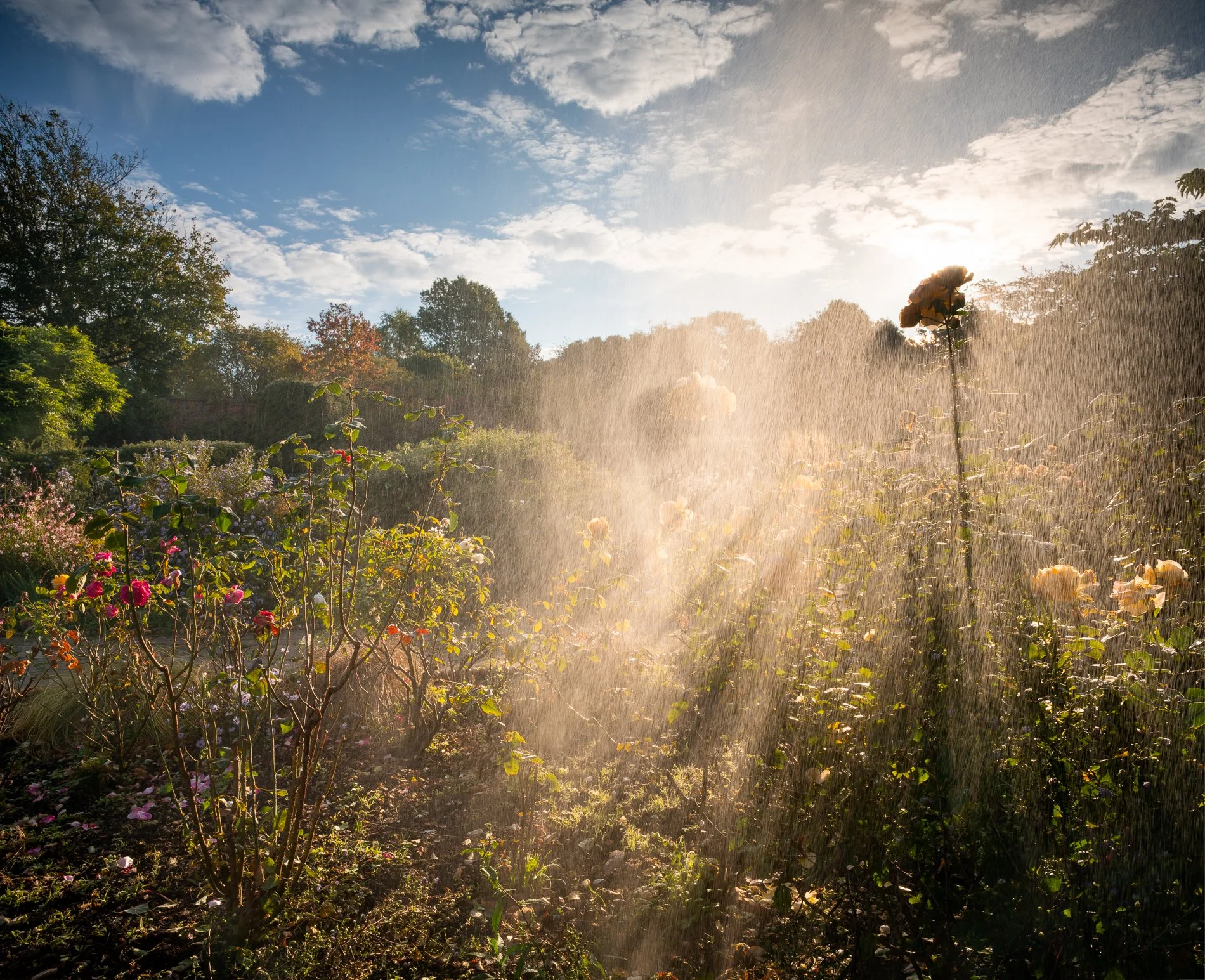 A Rose Garden: A Rose with Morning Sky. Brockwell Park, September 2025. Richmond Park Field Camera 