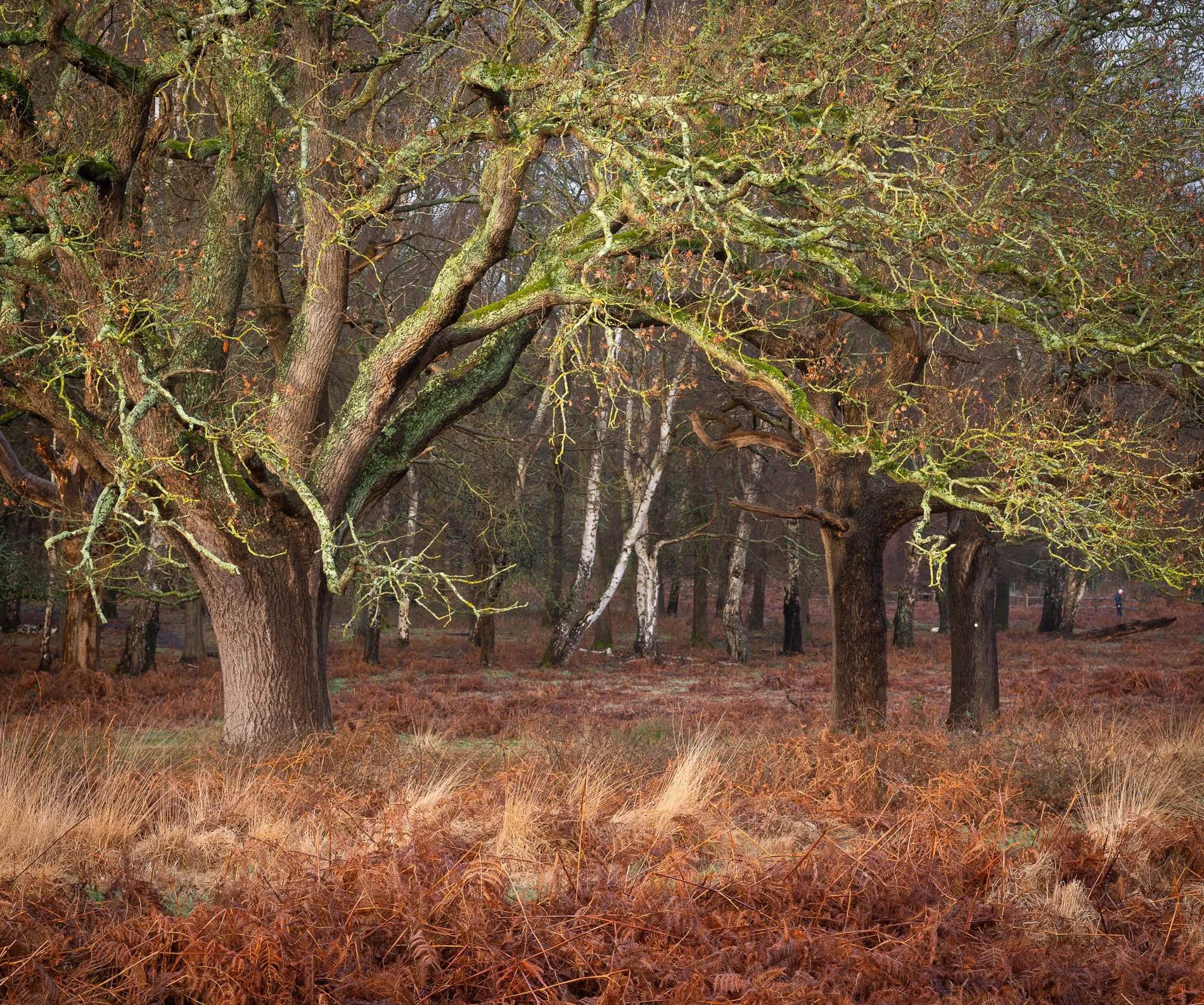 Gateway to the Woods. February 2026, Richmond Park Field Camera