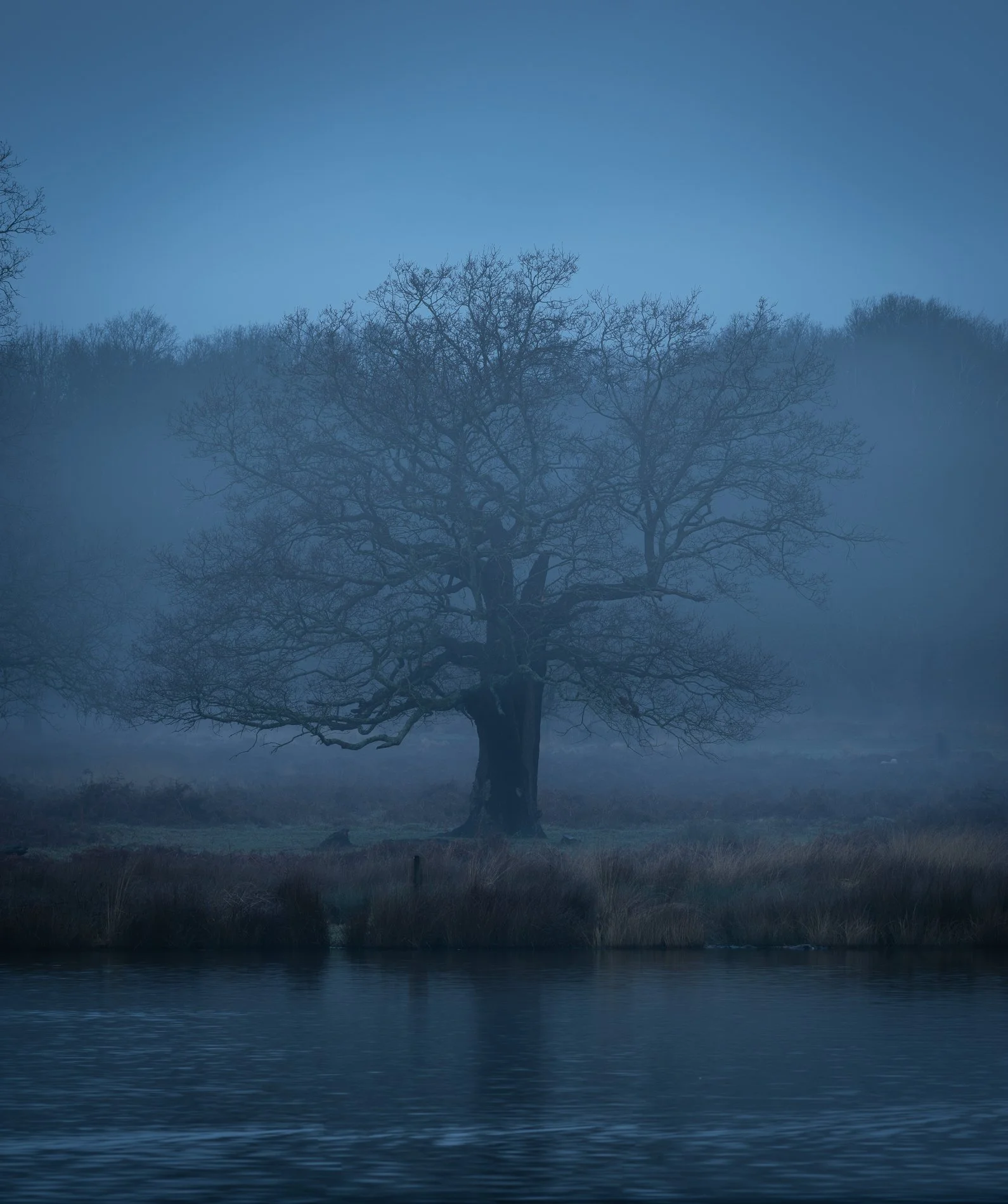 Waterside Veteran. February 2026, Richmond Park Field Camera