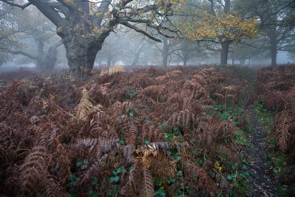 Gleaming Understory, High Wood.JPG