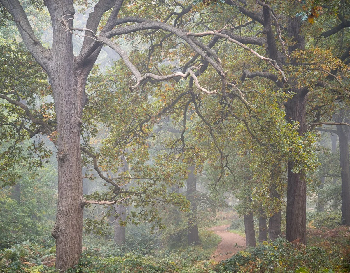 Dark Hill, Autumn Fog.JPG