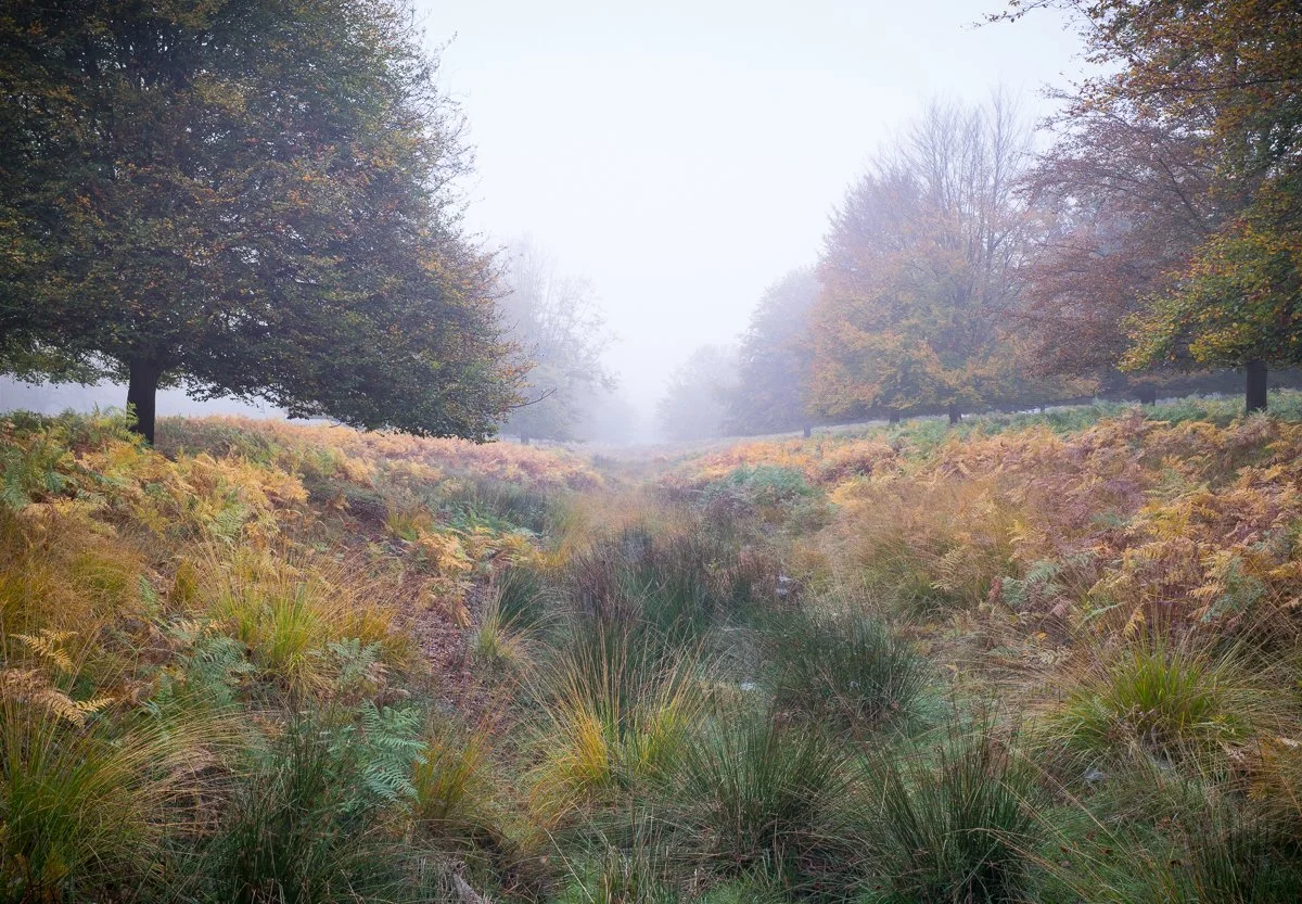 Dan's Valley, Late October.JPG