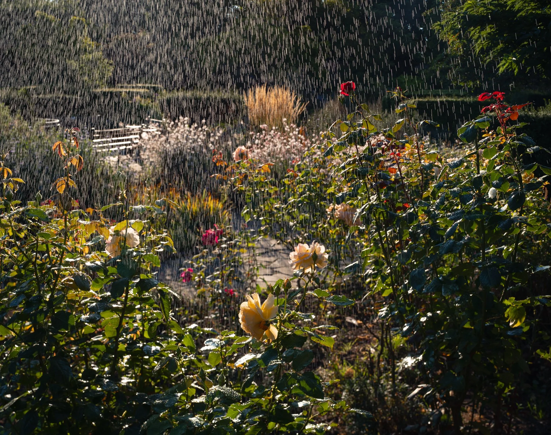A Rose Garden: Morning Light and Rose Bed. Brockwell Park, August 2025. Richmond Park Field Camera
