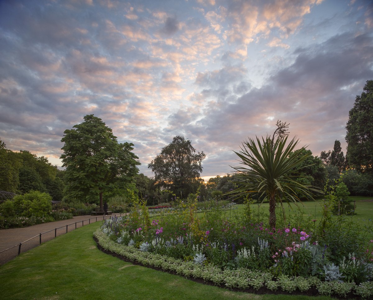 Cordyline Sunset, Hyde Park. 2015