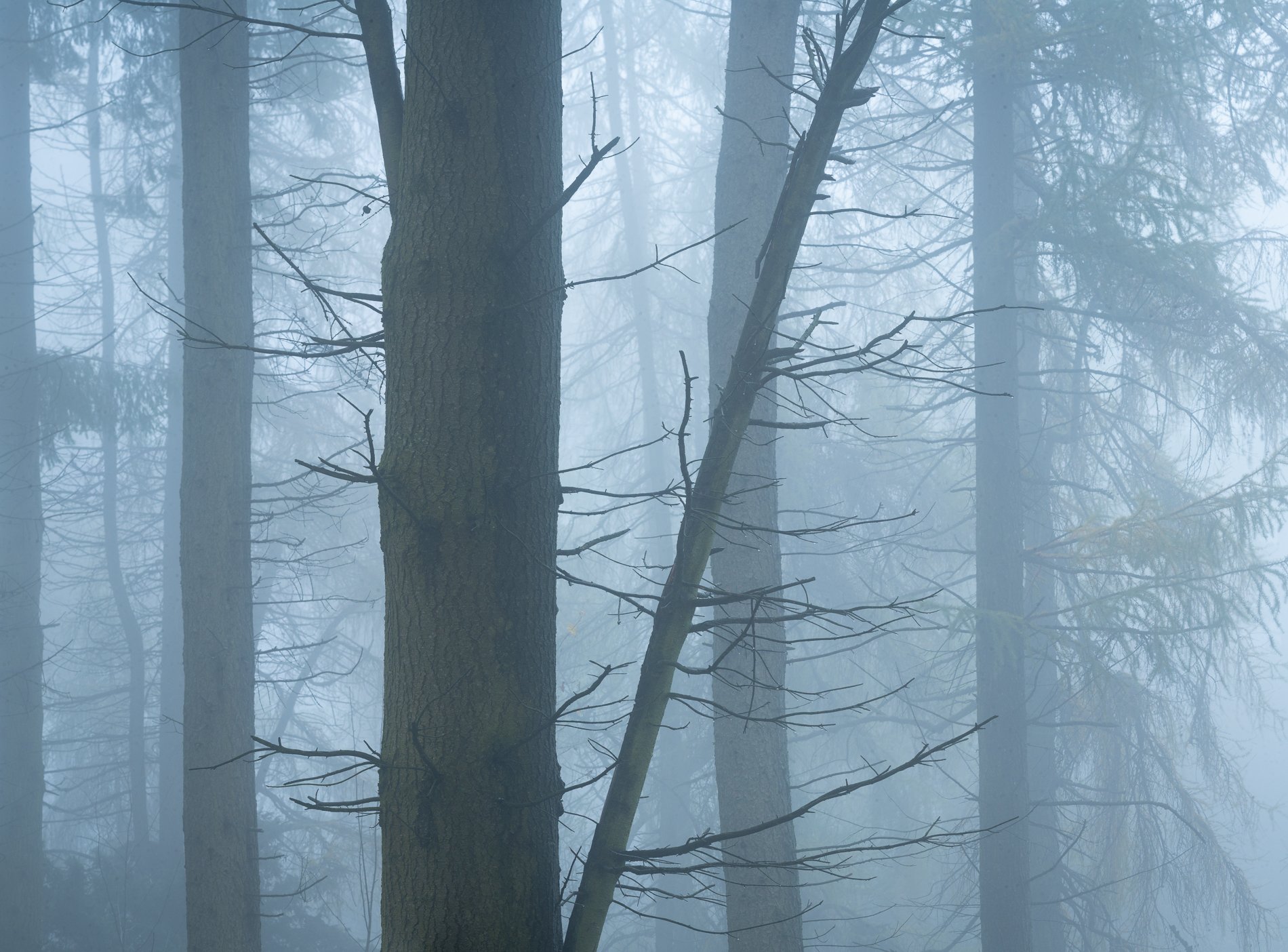 Cloud Forest III.jpg