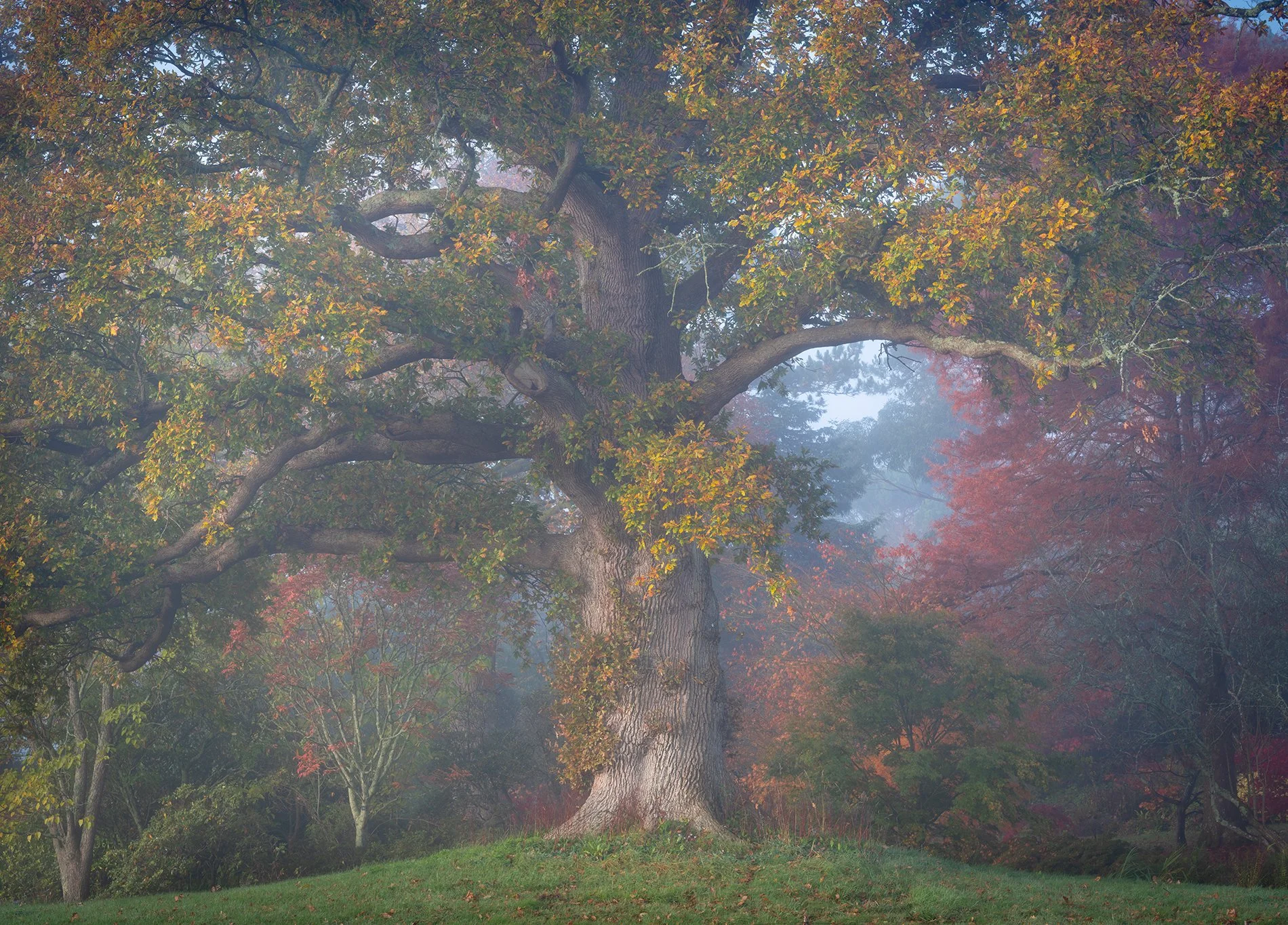 The Great Oak. November 2025, Richmond Park Field Camera