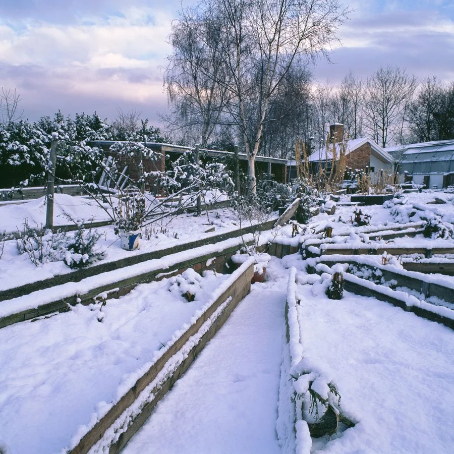 Kitchen Garden Winter Scene. 2010