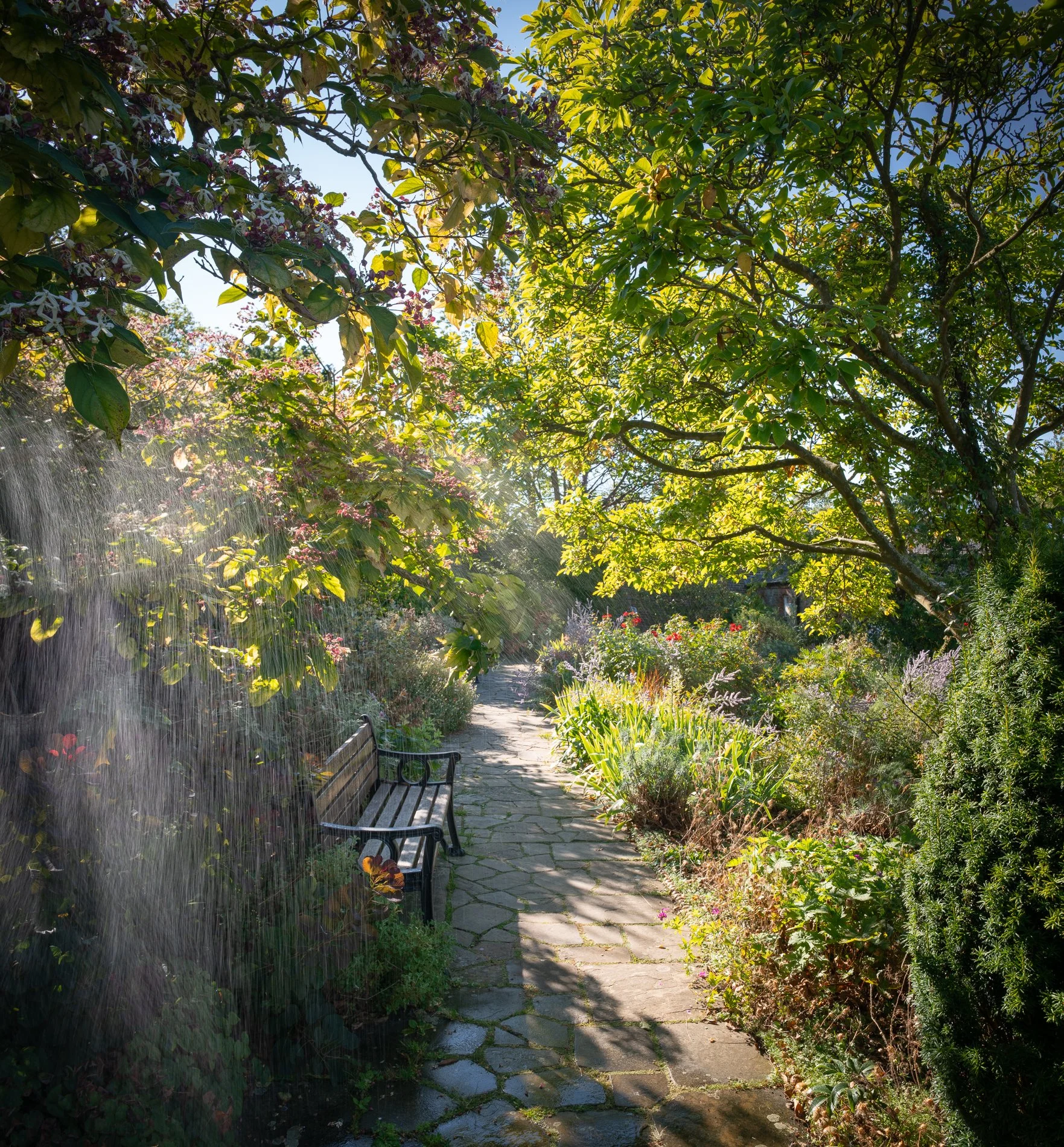 A Rose Garden: Glorybower Shower. Brockwell Park, August 2025. Richmond Park Field Camera