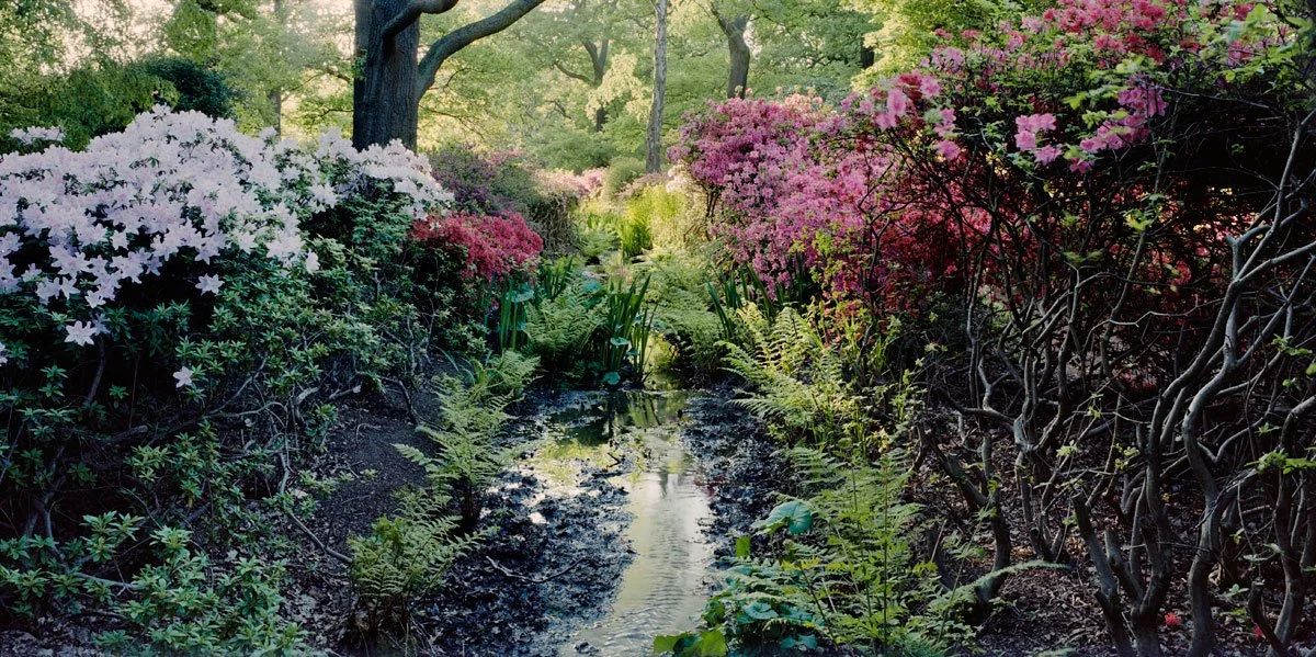 Azalea-Lined-Stream.jpg