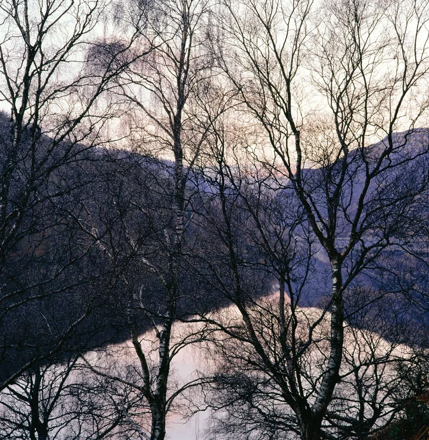 Garreg-Ddu-Birch-Tree-Veil.jpg