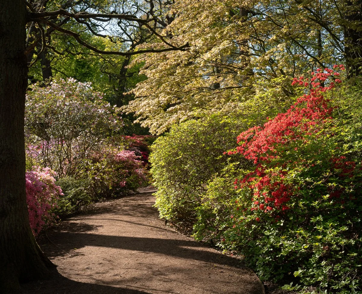 Morning Light, Path to the Still Pond.JPG