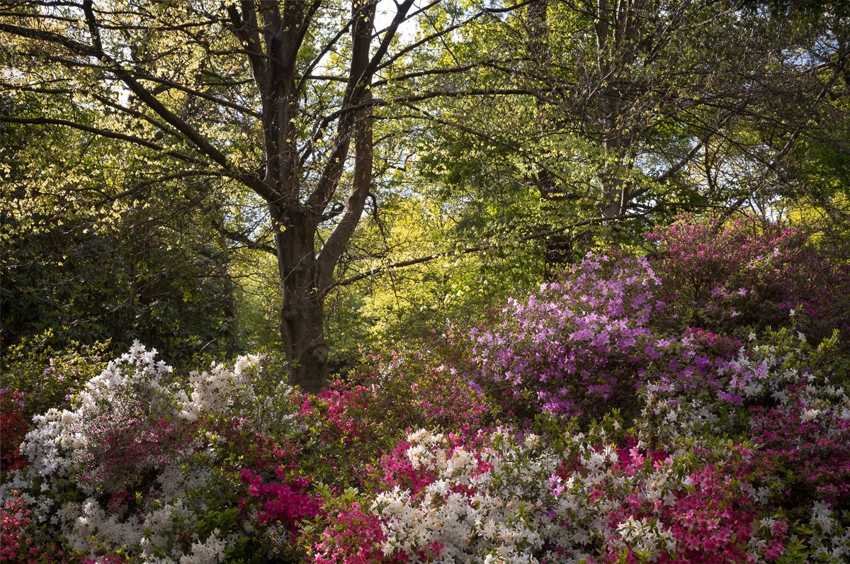 Scintillation-of-the-Sylvan-Sun.jpg