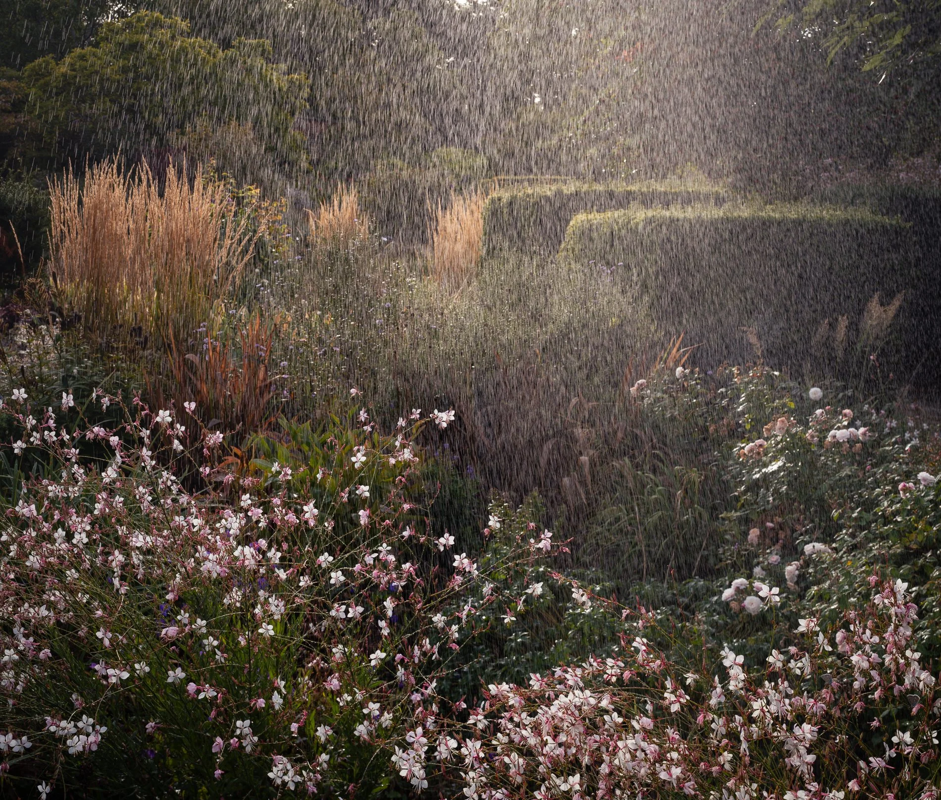 A Rose Garden: Gaura Shower. Brockwell Park, September 2025. Richmond Park Field Camera
