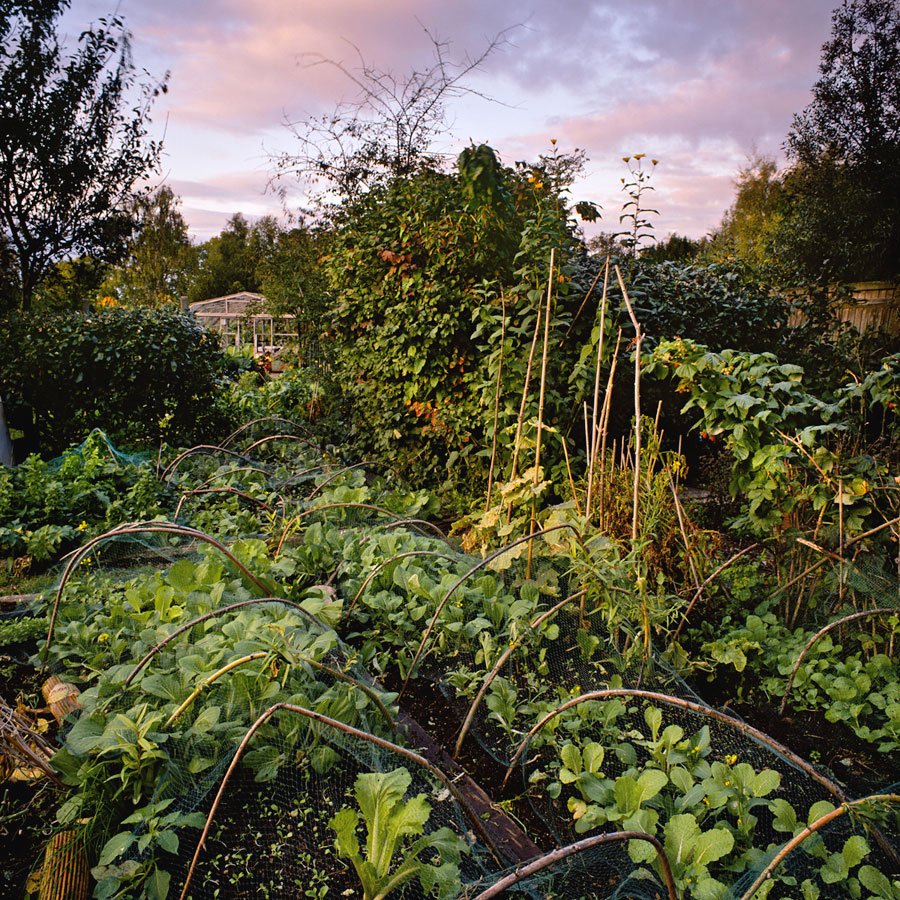 Evening Lettuces. 2009