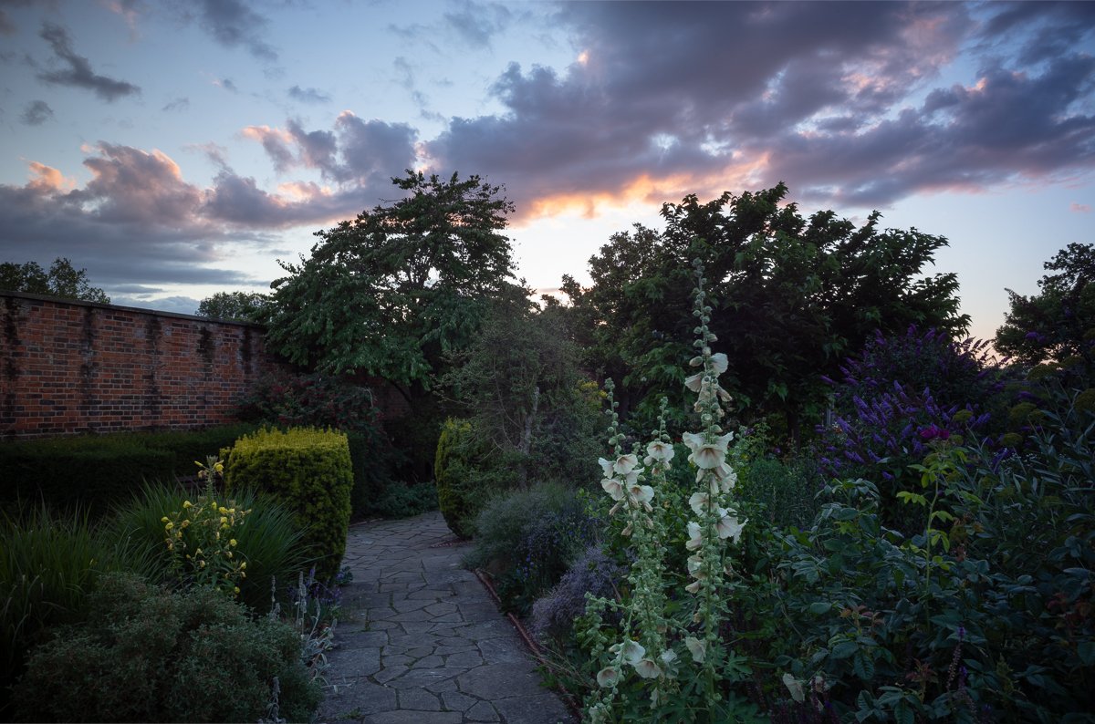 Hollyhock Twilight. 2020