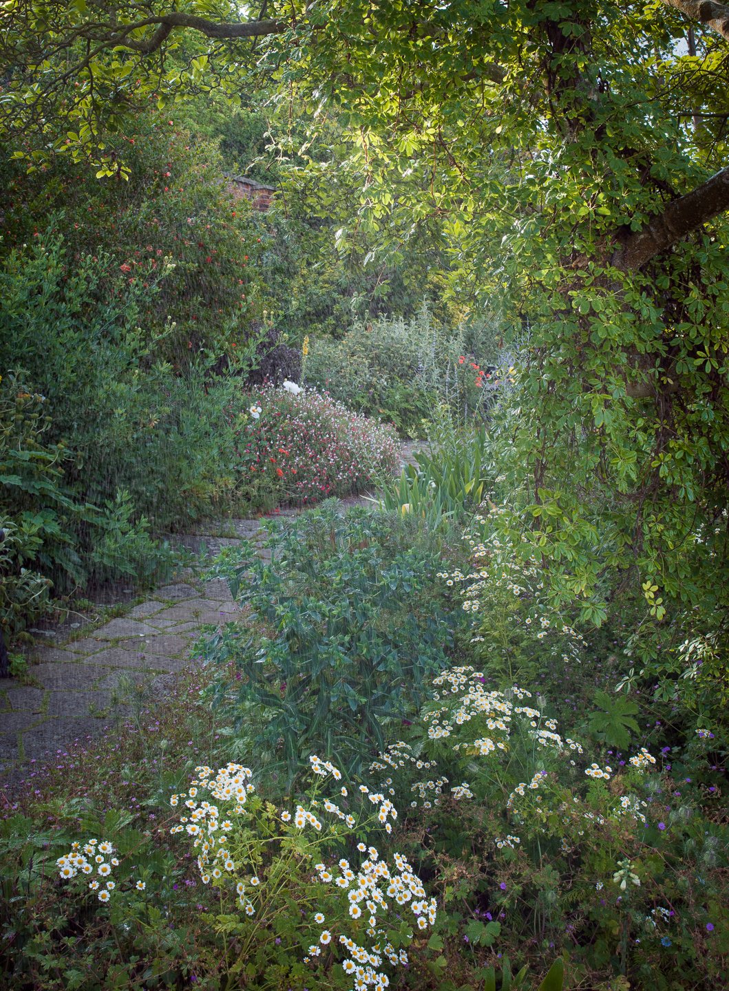 A Rose Garden: Magnolia and Flowery Path. Brockwell Park, June 2026. Richmond Park Field Camera