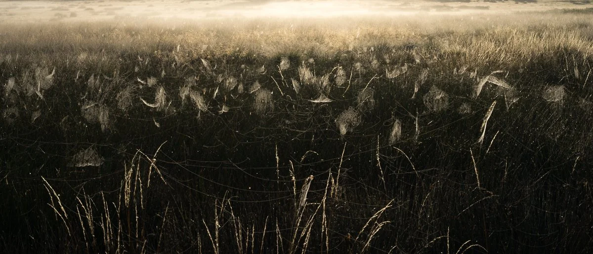 Filaments of the Field and Stars of the Dew.JPG