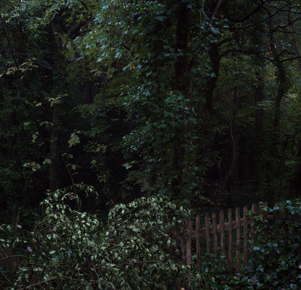 Nightfall in the Forest. Dulwich Wood.