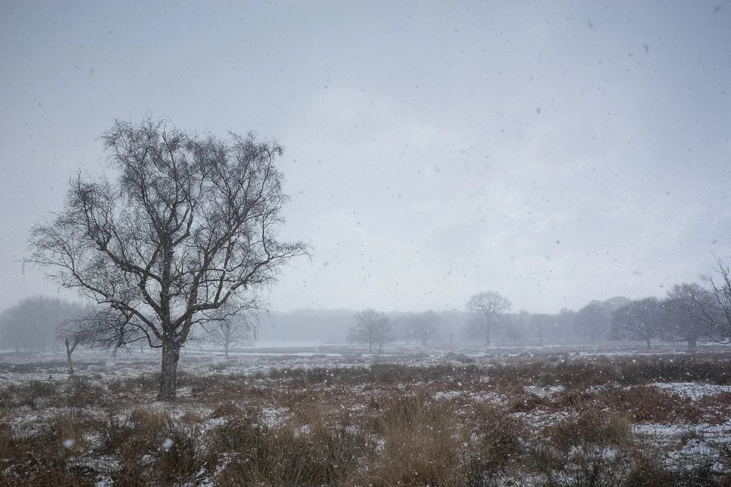 Blizzard, Pen Ponds.JPG