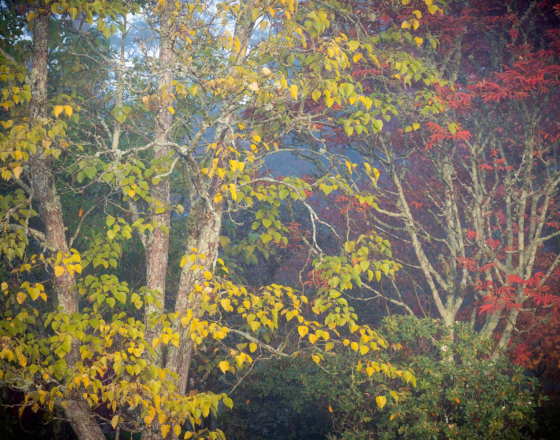 Autumn Leaves in the Mist. November 2025, Richmond Park Field Camera