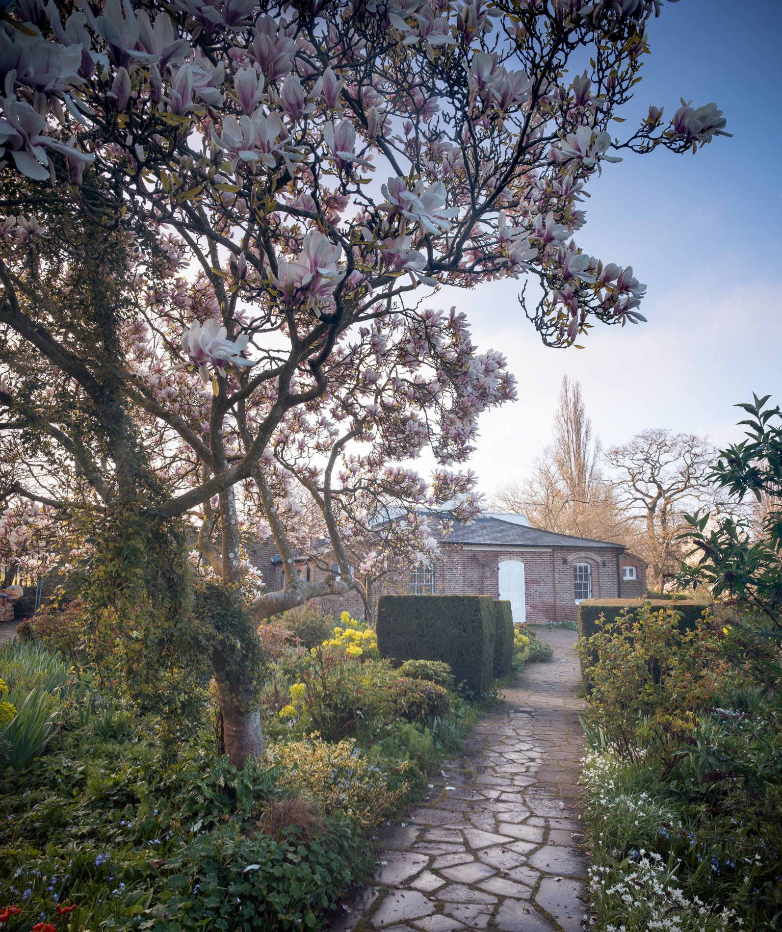 A Rose Garden: Magnolia and Temple in the Rain II. Brockwell Park, 2026