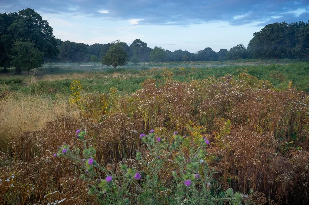 Thistle in Summer Grassland.JPG