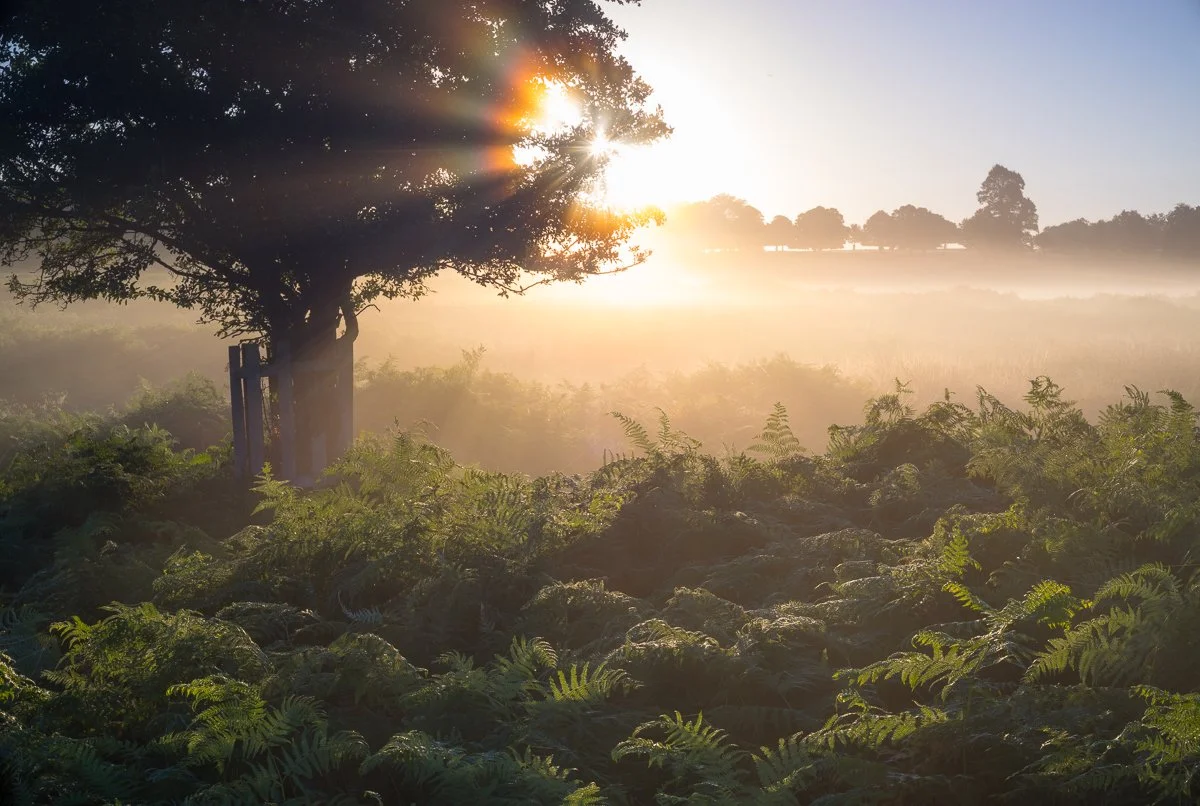 Corona of the Thorn.JPG