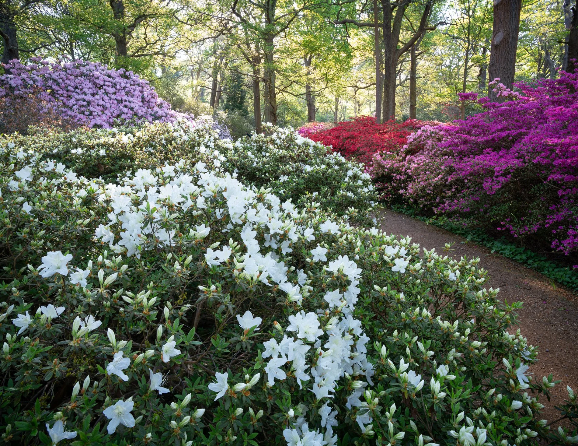 Floral Vista, Late April.jpg