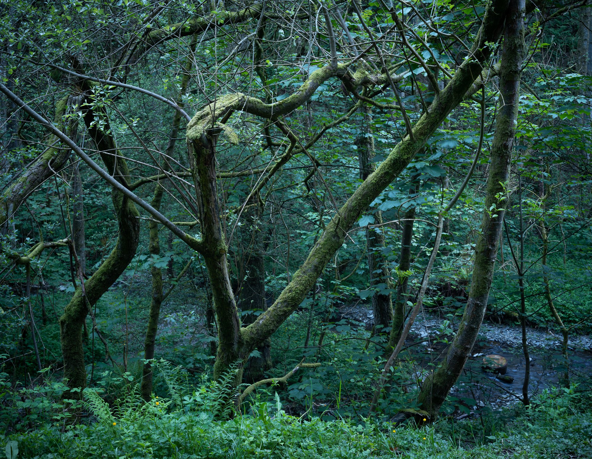 Twilight Woodland River, Coed Cwningar.JPG