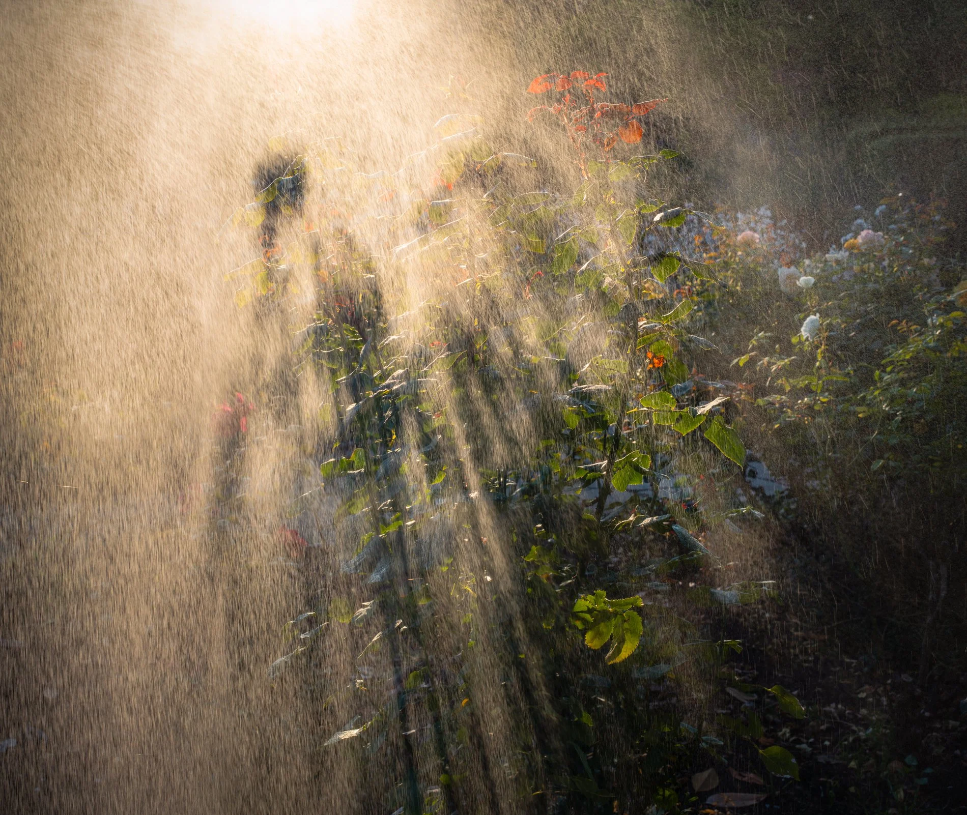 A Rose Garden: Rose Sunrise. Brockwell Park, August 2025. Richmond Park Field Camera 
