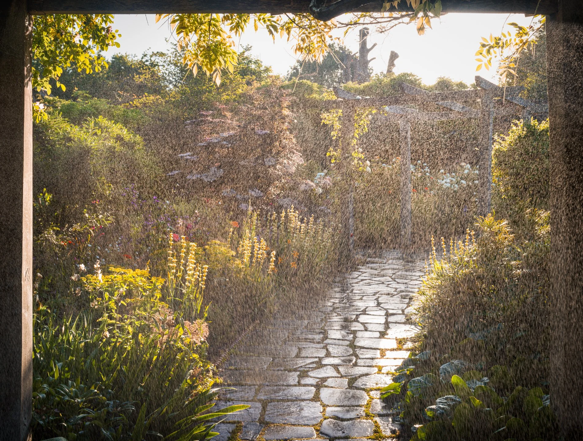 A Rose Garden: A Rose Window (Deluge). Brockwell Park, May 2026. Richmond Park Field Camera