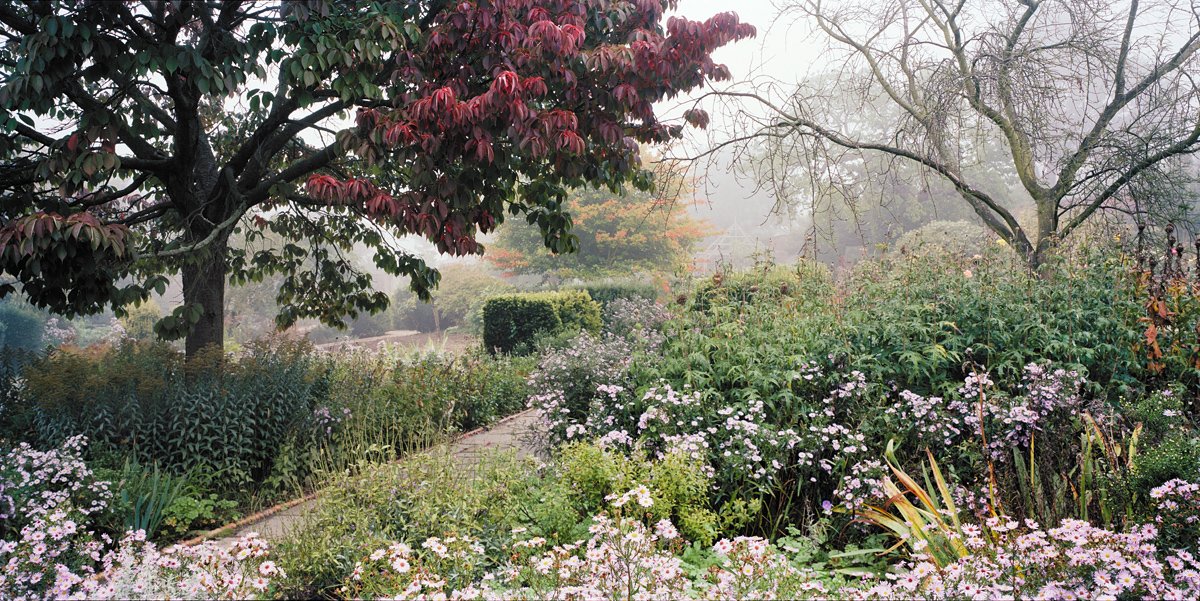 September Fog and Michaelmas Daisies. 6x12cm colour negative. 2013