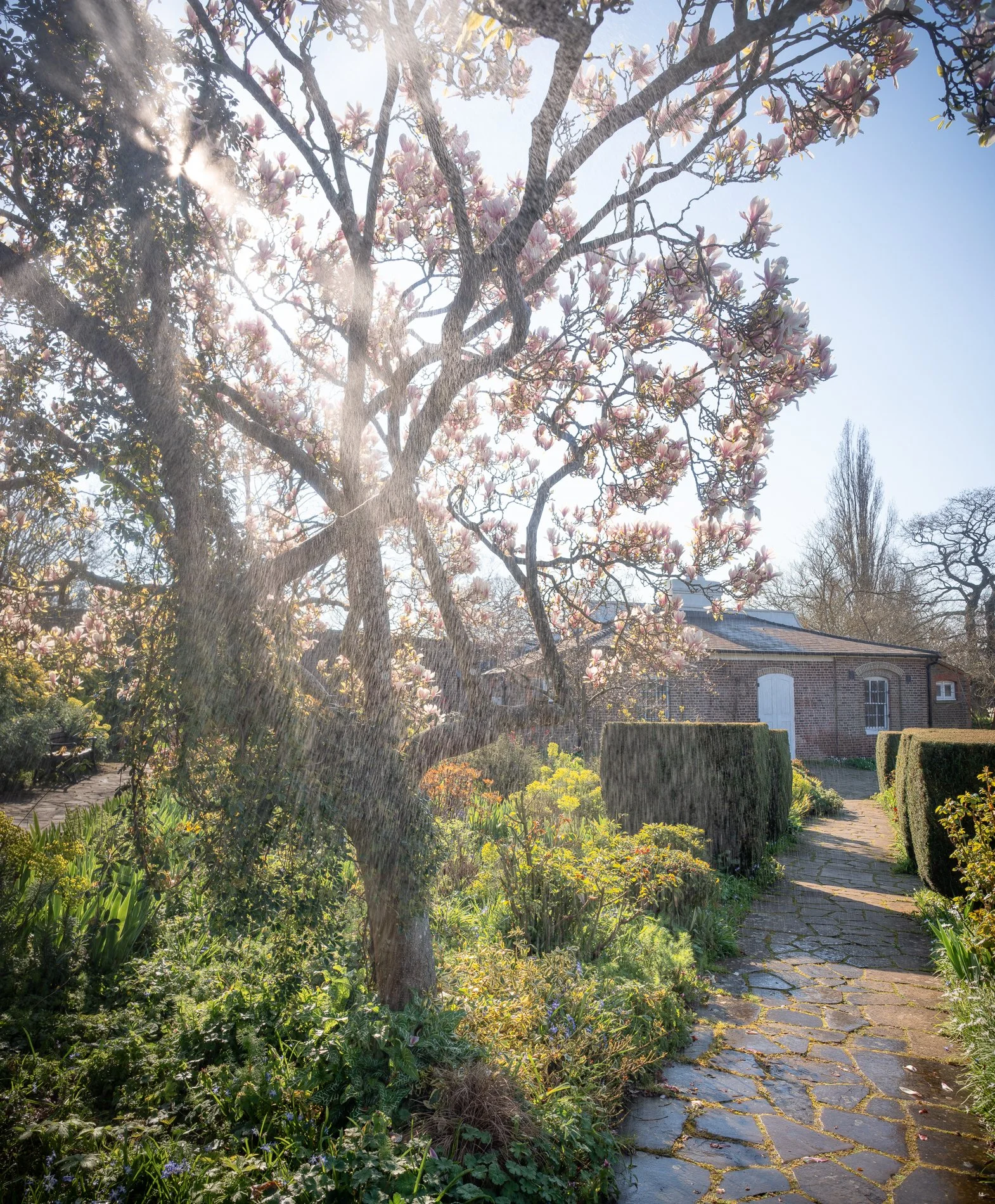 A Rose Garden: Morning Sun and Shower. Brockwell Park, 2026