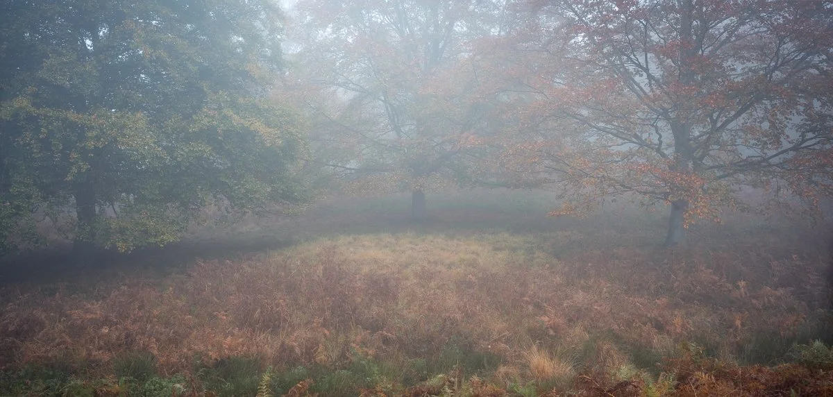 Beeches in Fog, Dann's Valley.JPG