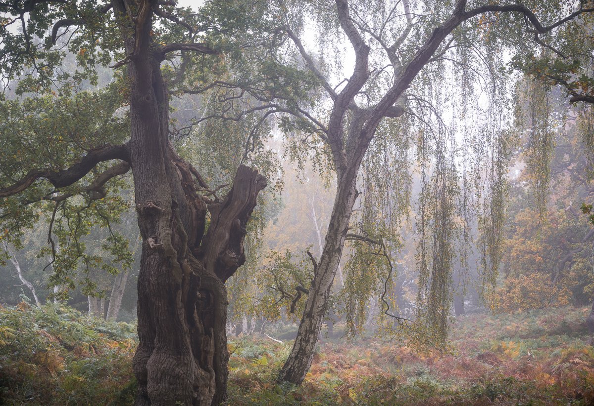 Oak and Birch, King's Clump.jpg