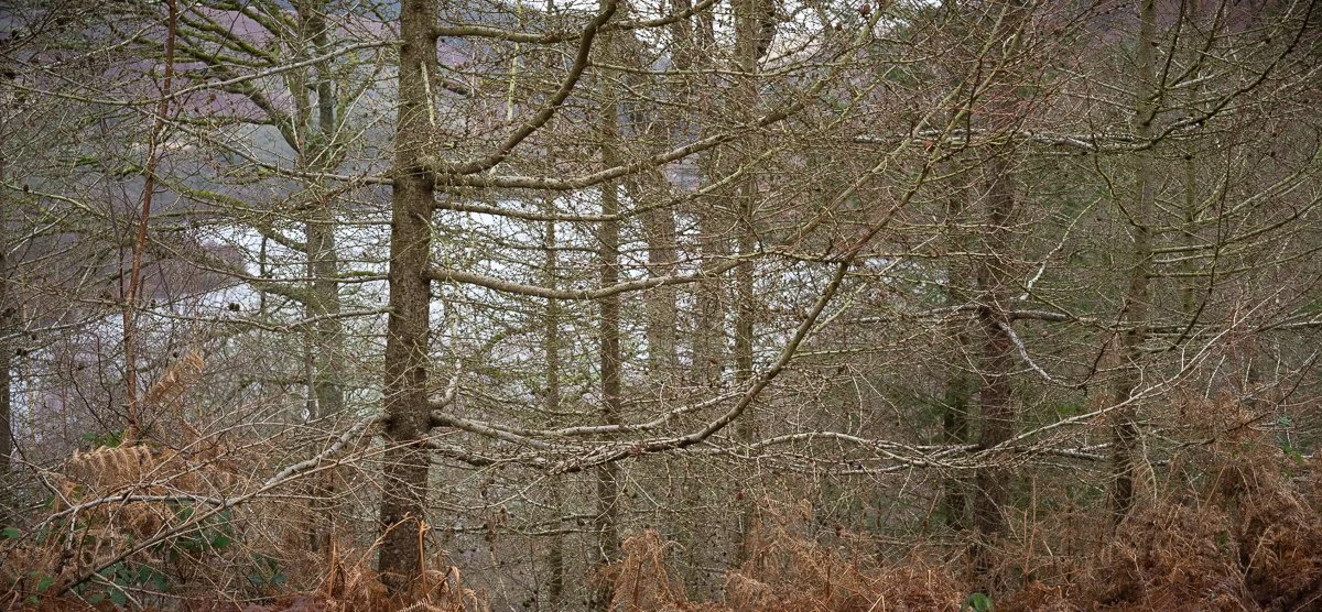 Garreg-Ddu-Larch-Veil.jpg