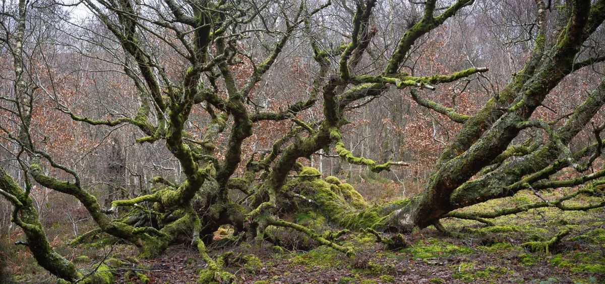 Contorted-Birches-Garreg-Ddu.jpg