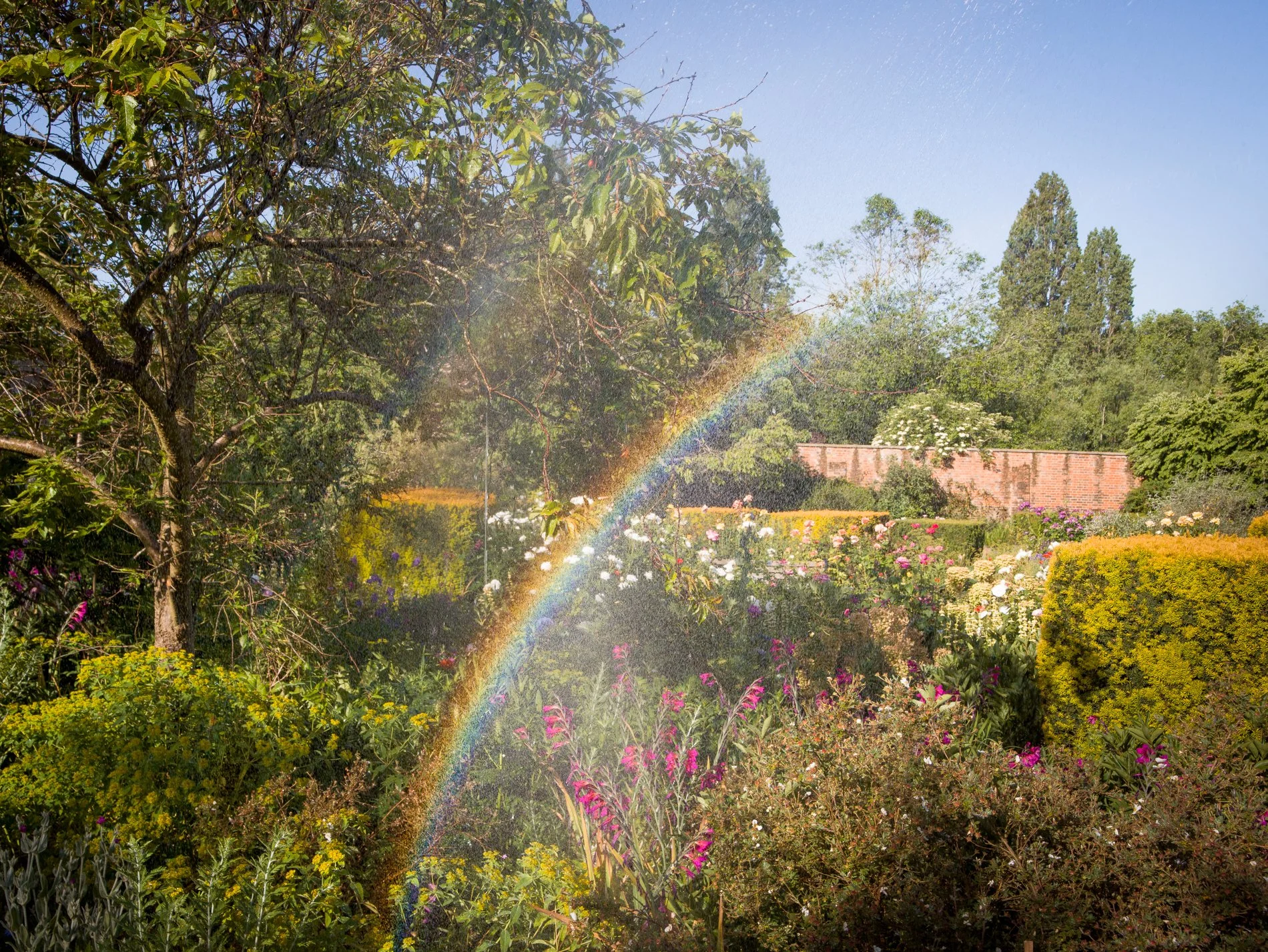 A Rose Garden: Gladiolus Rainbow. Brockwell Park, May 2026. Richmond Park Field Camera