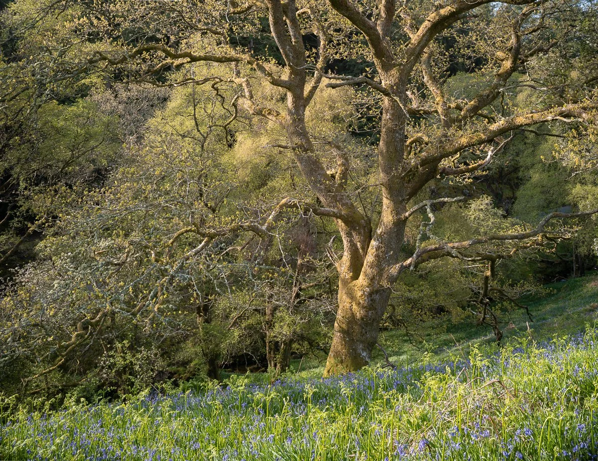 Oak in Bluebells. Elan Valley, Powys