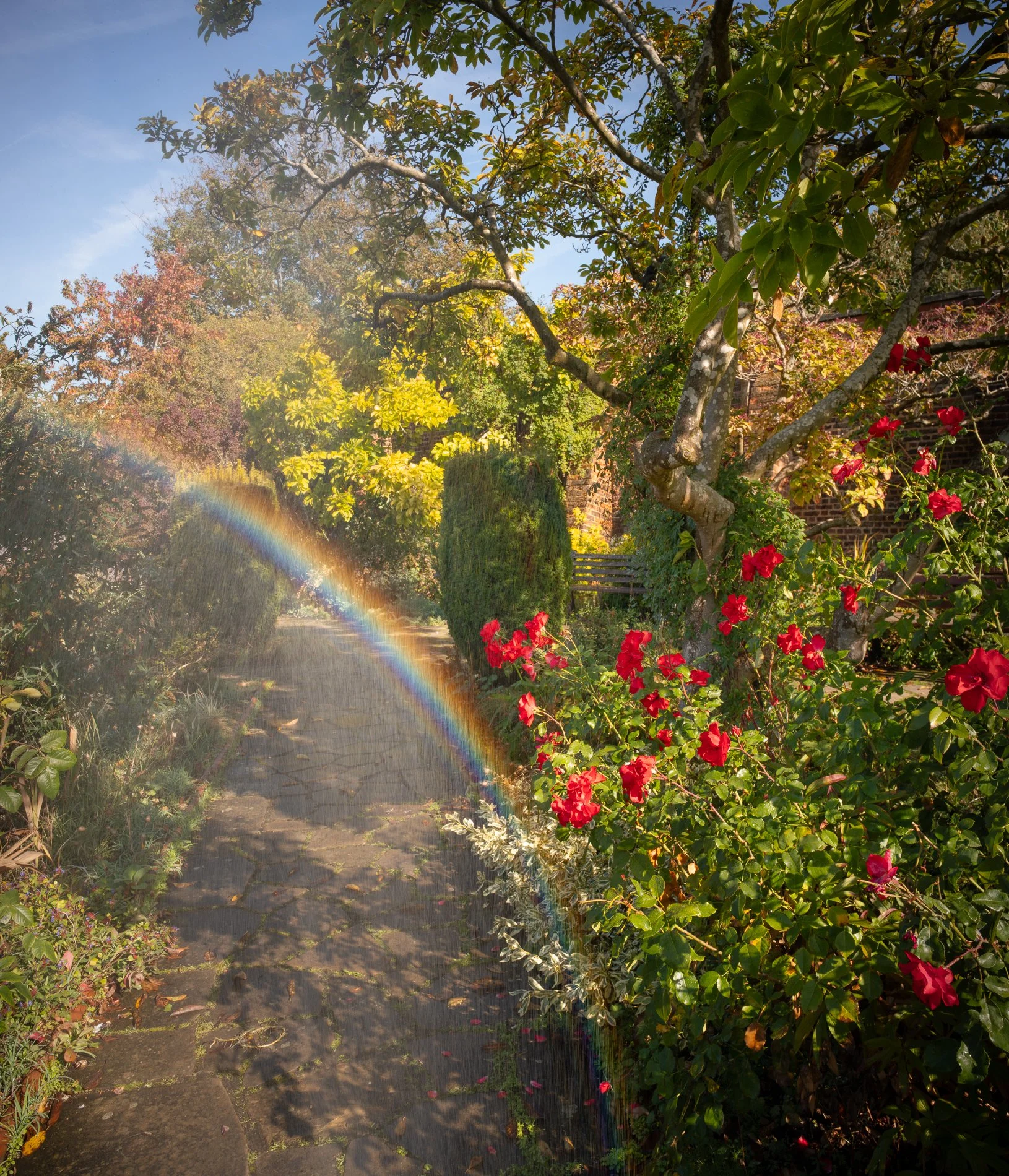A Rose Garden: A Rose over the Rainbow. Brockwell Park, September 2025. Richmond Park Field Camera 