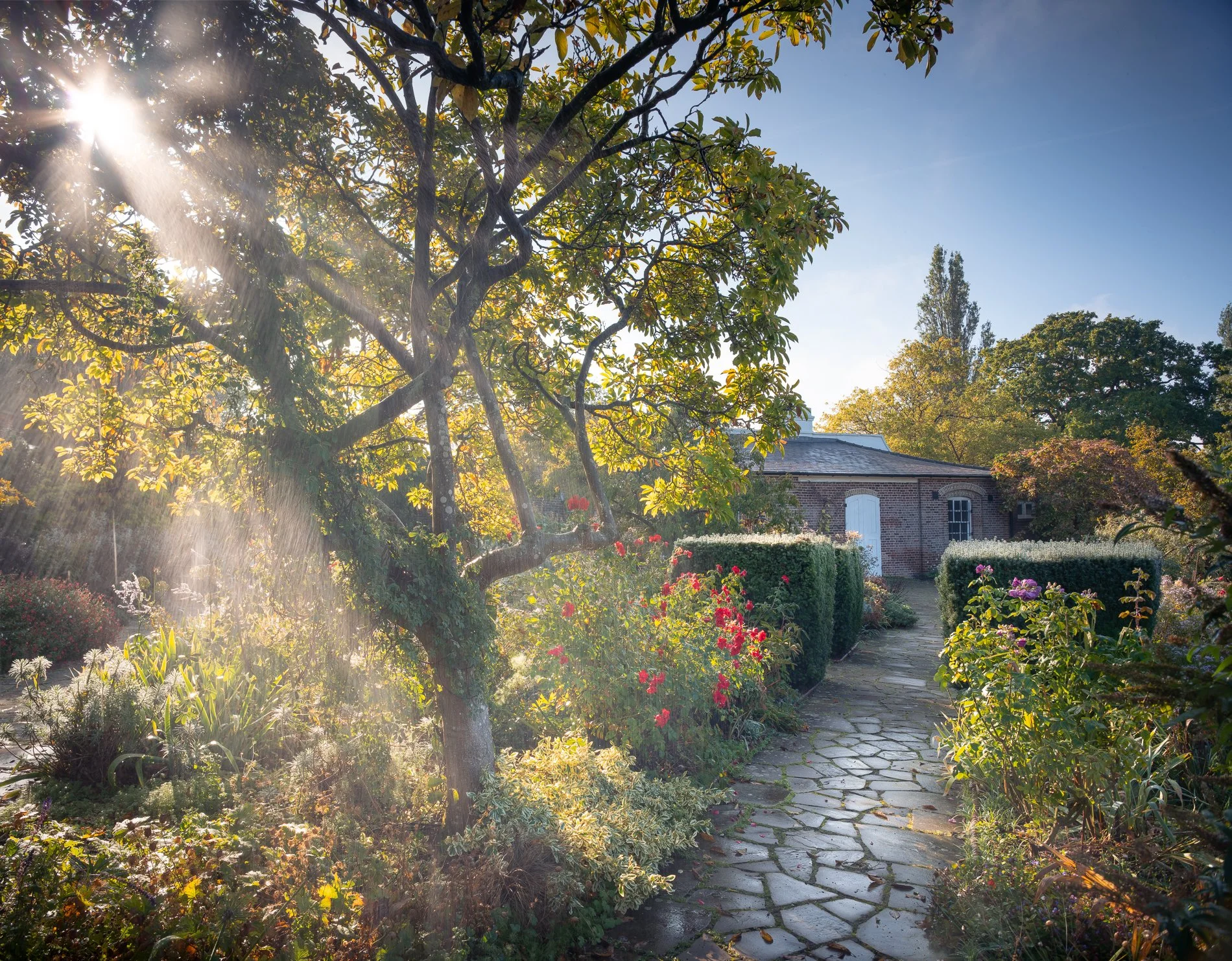 A Rose Garden: A Rose and the Temple. Brockwell Park, September 2025. Richmond Park Field Camera 