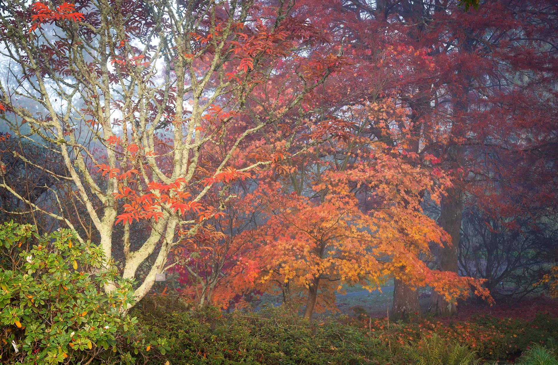 Sorbus in Red and Blue. November 2025, Richmond Park Field Camera
