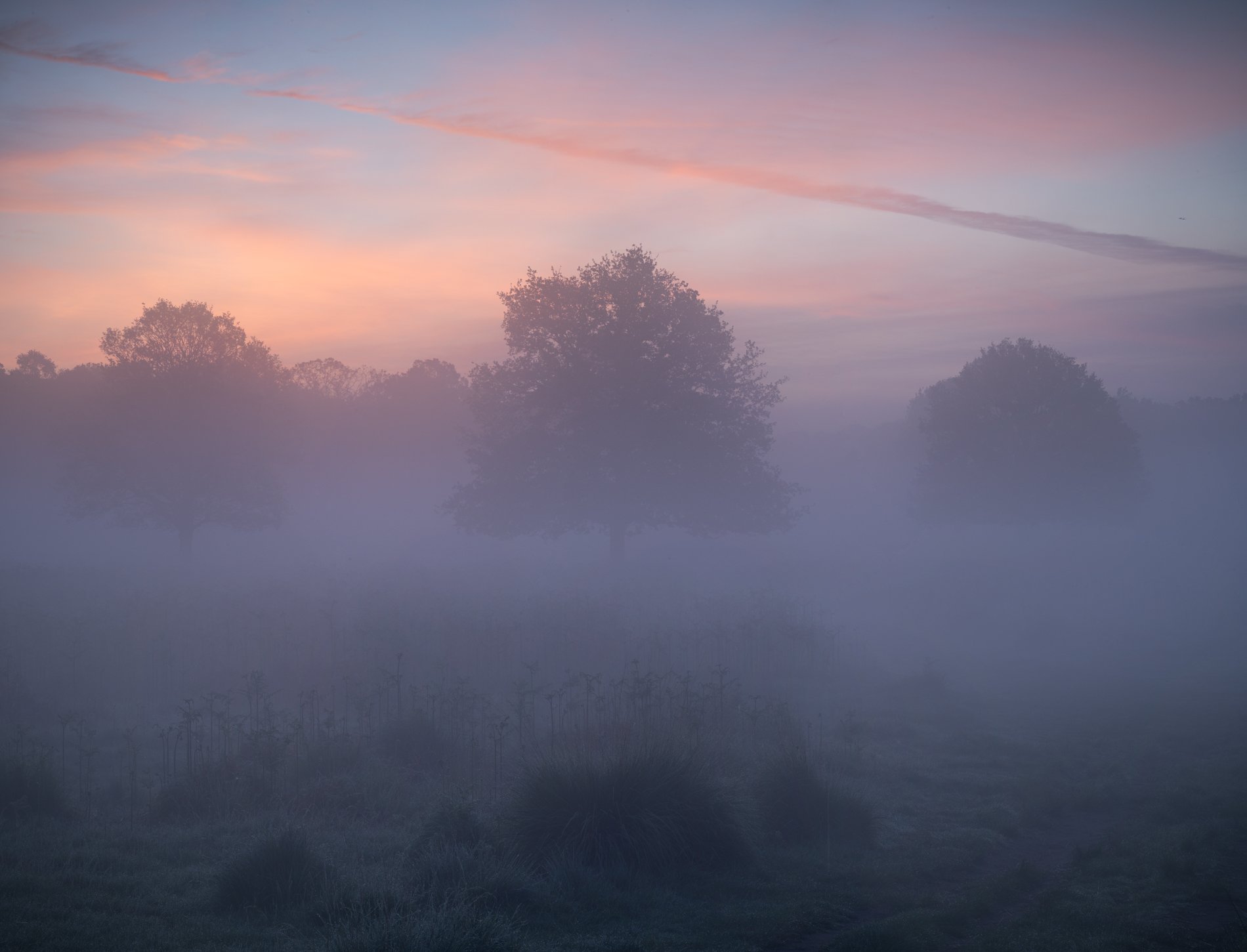 Three Oaks, Spring Dawn. Richmond Park Field Camera, May 2024
