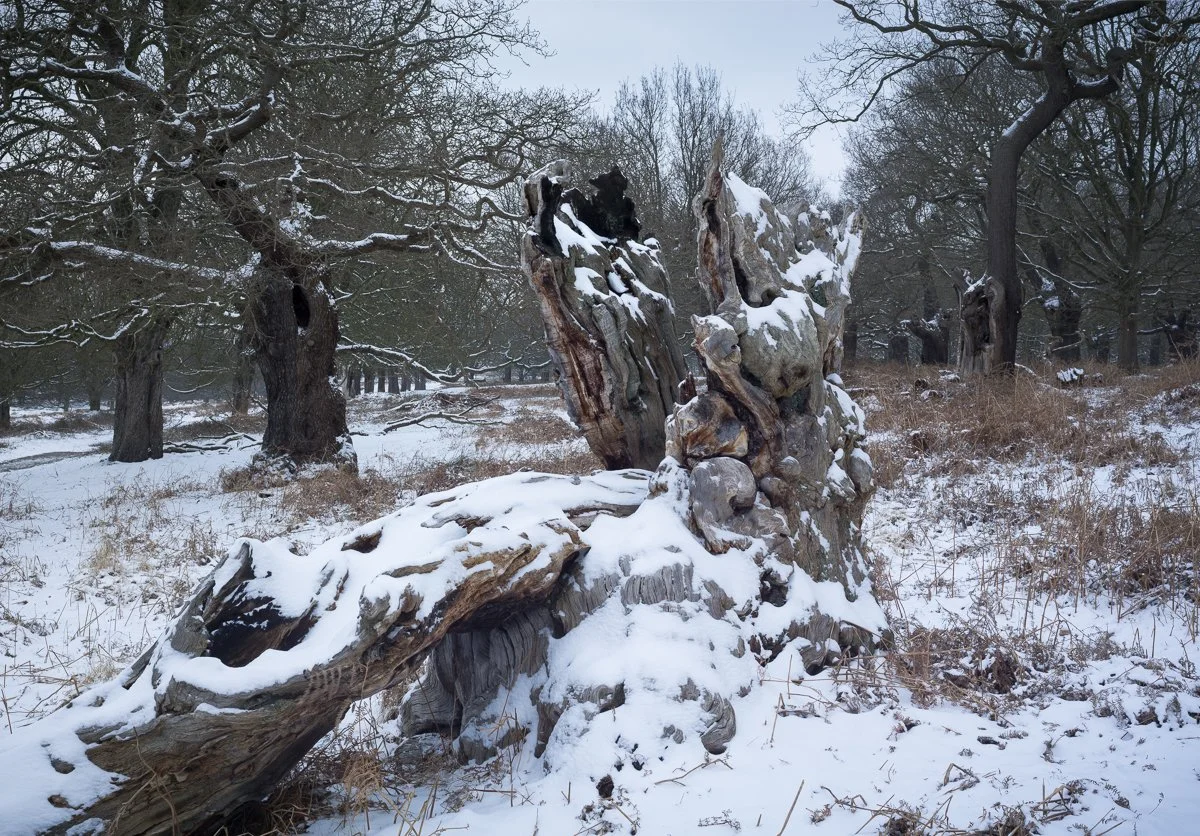 Ancient Oaks in Snow, High Wood. 2018