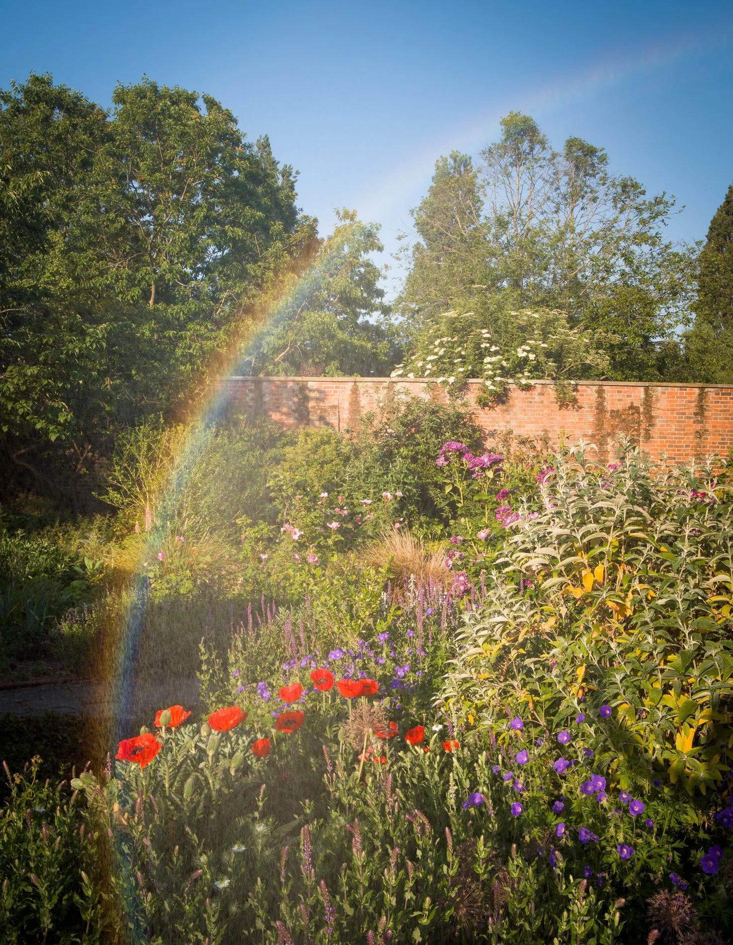 A Rose Garden: The Iridescent Garden. Brockwell Park, May 2026. Richmond Park Field Camera