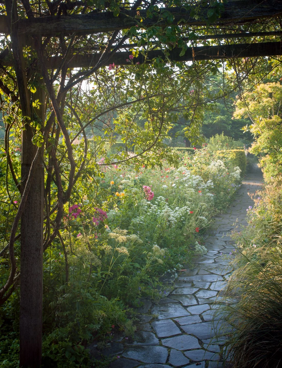 A Rose Garden: A Rose and a Pergola. Brockwell Park, June 2026. Richmond Park Field Camera